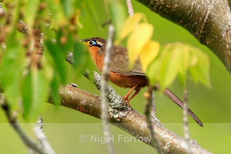 Lesser Ground-Cuckoo, Costa Rica - Lesser Ground-Cuckoo