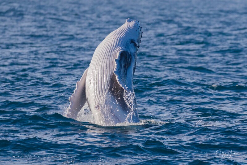0A3A3918. Baby Breach 4 - 2026 Whales