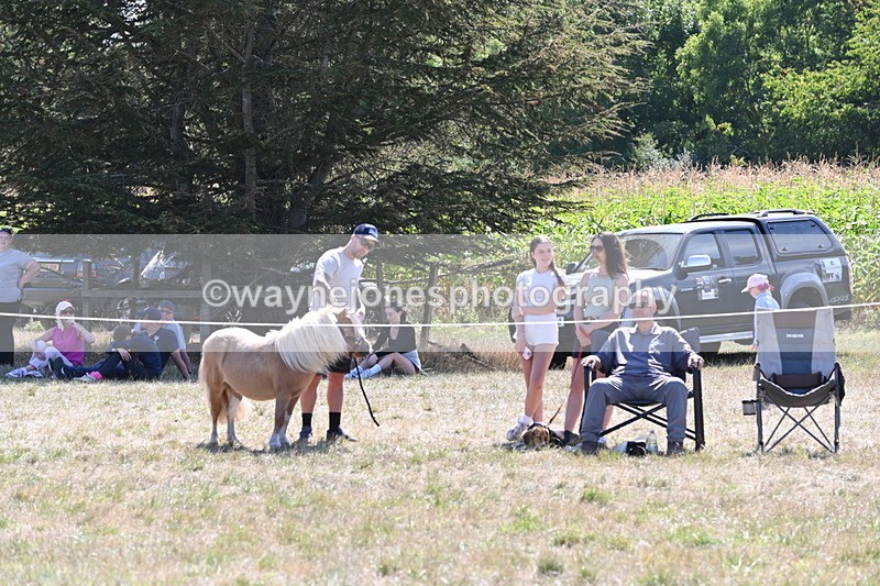 WJ6_8862 - Class 38 Ridden Riding Horse/Pony