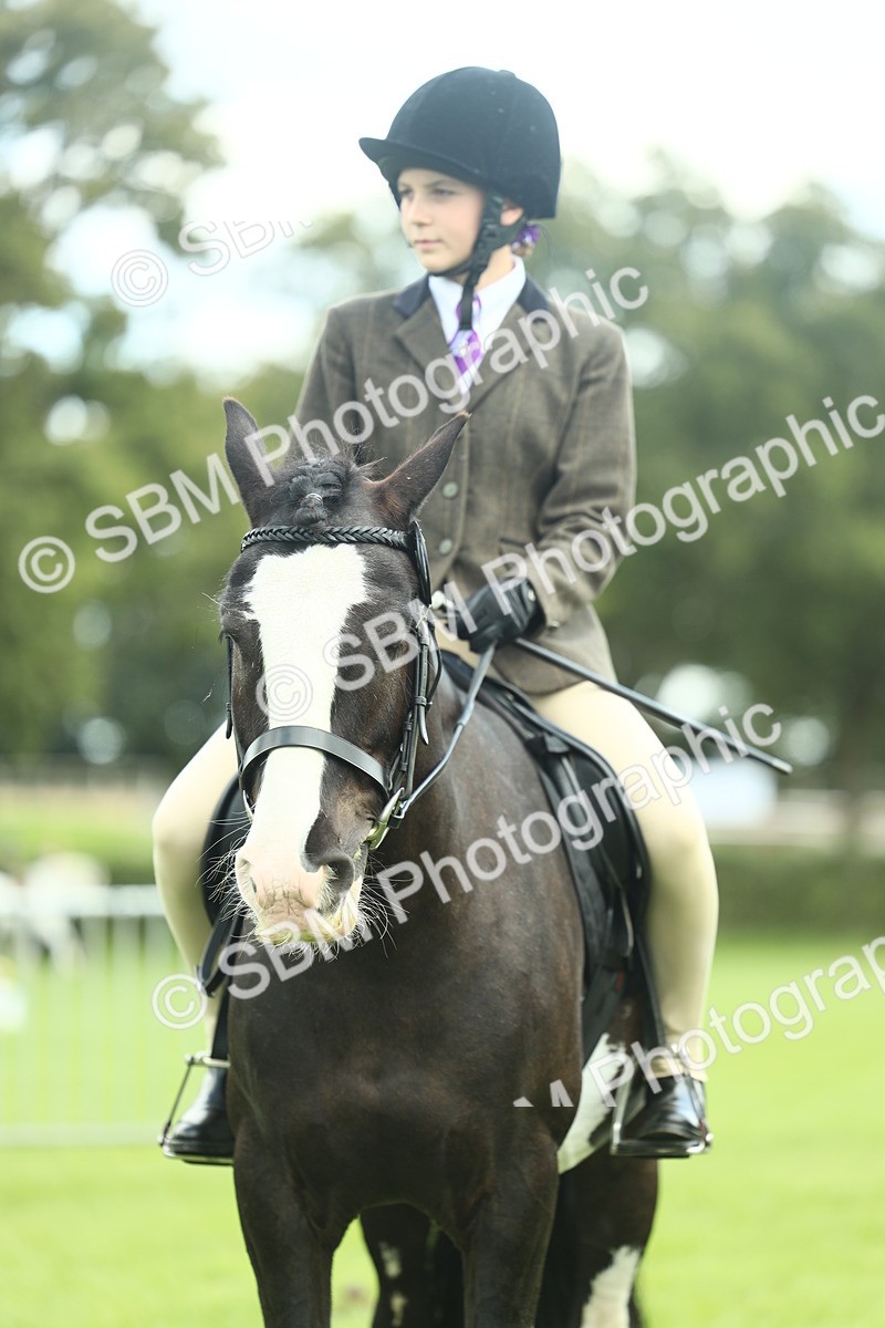 SBM_42169 - S29 - Novice & Newcomers Working Hunter Pony
