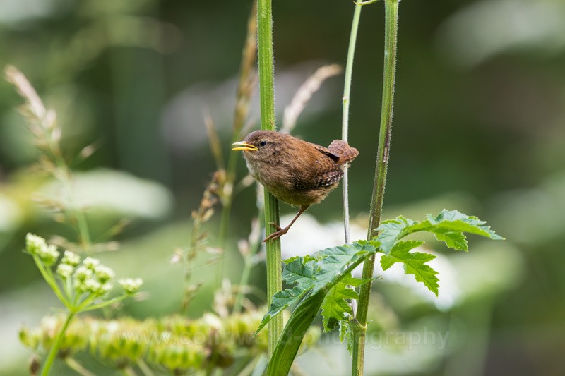 Wren holding on to a stem.    ref9424 - macro and nature.