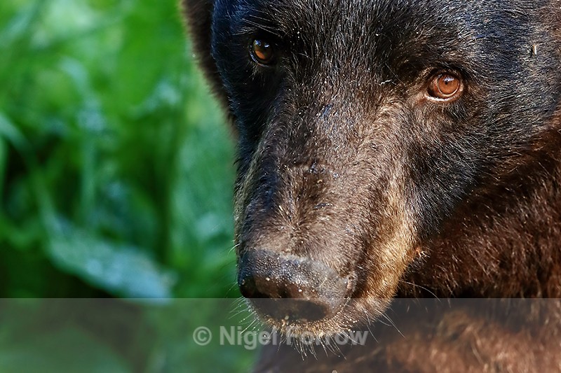 Black Bear (male) close view, Minnesota, USA - American Black Bear
