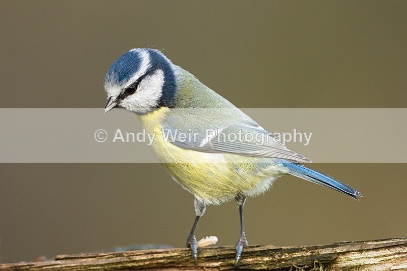 20121110-_MG_1339 - Blue Tit