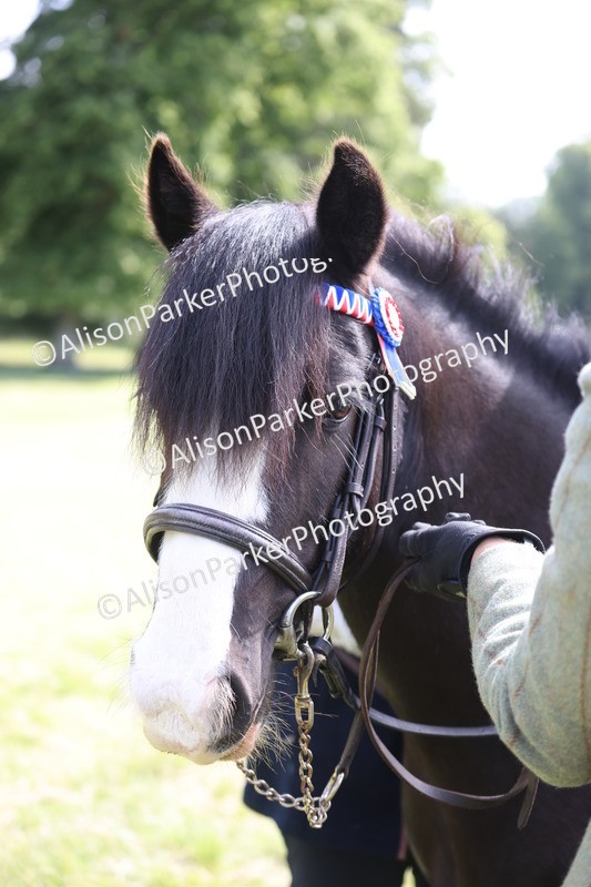 20260614-0610 - Class 20 - Beginners Working Hunter Pony