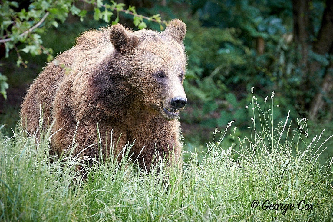 Brown Bear - Mammals