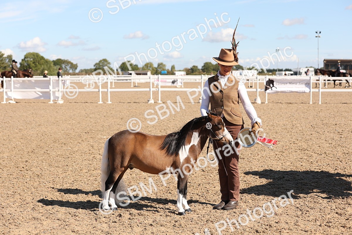 SBM_12961 - Class 206 - IH Non Show Type Pony