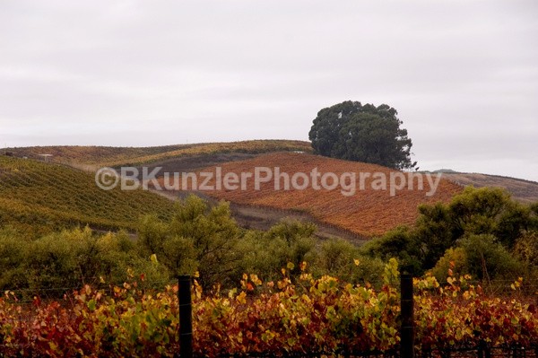  - Wine Country