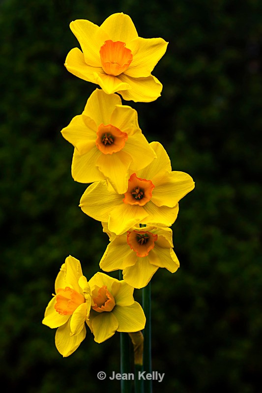 Daffodil Tower - DSC_3740 - Yellow