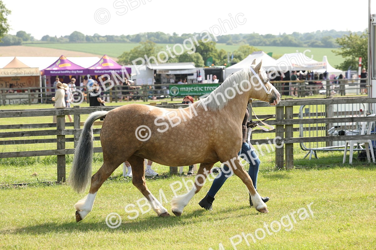 SBM_02051 - Class 6-13 - Mountatin and Moorland In Hand Welsh Breeds