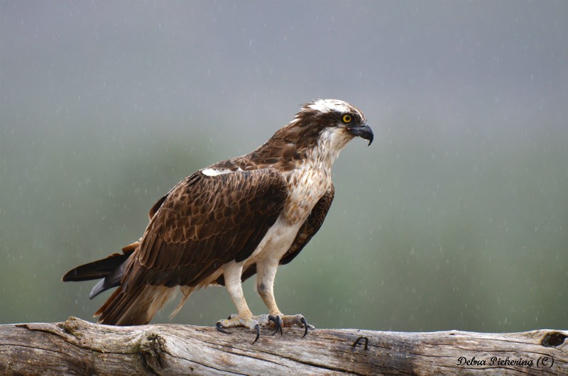 Osprey - Birds Of Prey