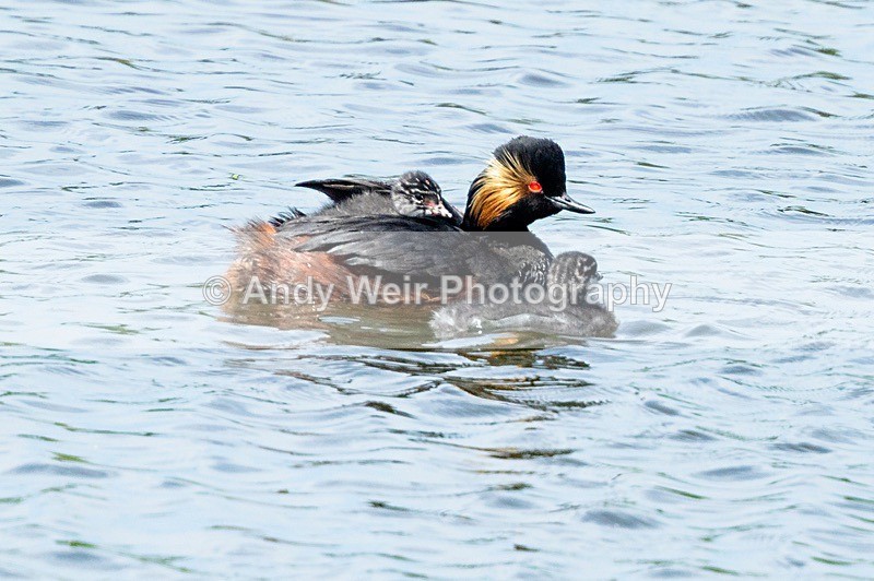 20180605-Woolston-8E0A9006 - Black-necked Grebe