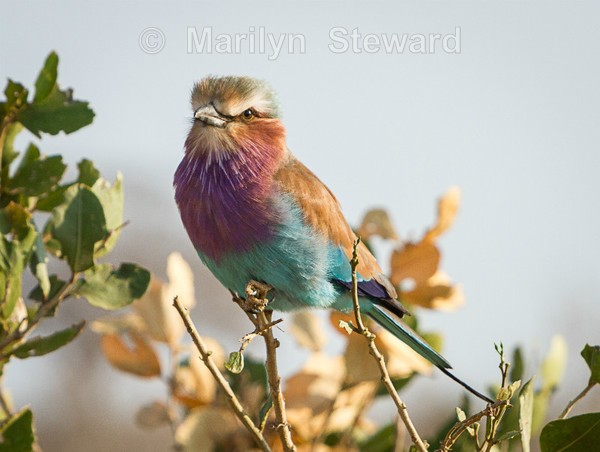 Lilac breaster roller - Exhibition acceptances