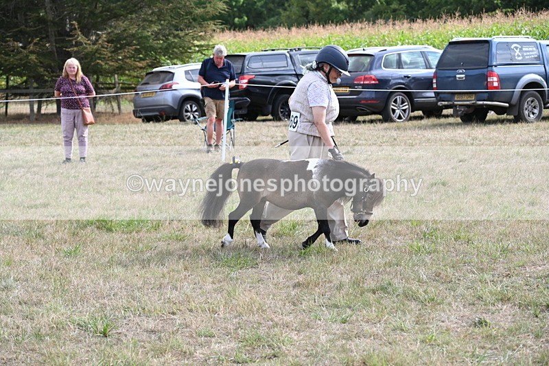 WJ6_7018 - Class 21 Shetland & Mini Horses