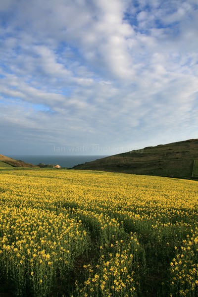 Rapeseed Fields _DO049 - Dorset landscape Photography