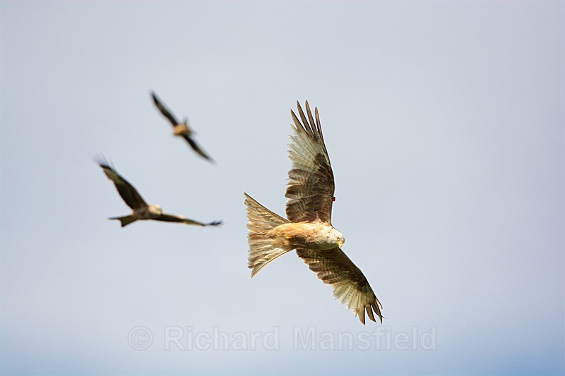  - Red Kites