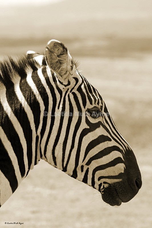 IMG_0597 Nakuru - Zebras