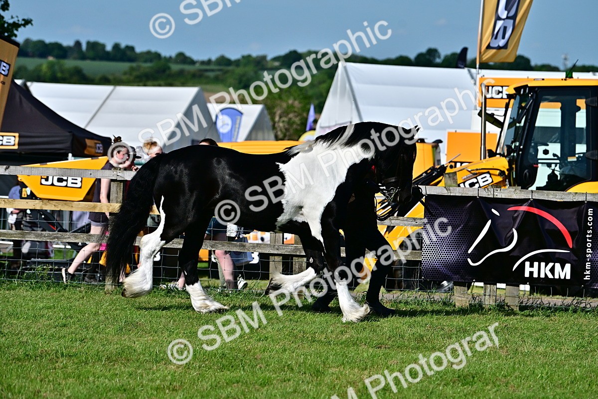 SBM_10087 - Class 63-65 - Traditional Gypsy Cobs In Hand & Ridden