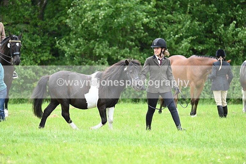 WJ7_4074 - Class 14A Handsome Gelding