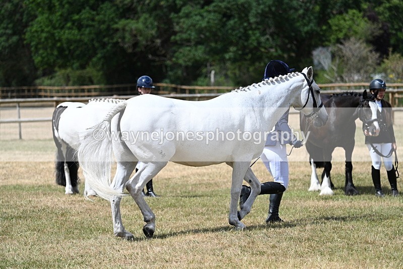 WJ7_1618 - Class 4 Prettiest Mare up to 14.2hh in hand