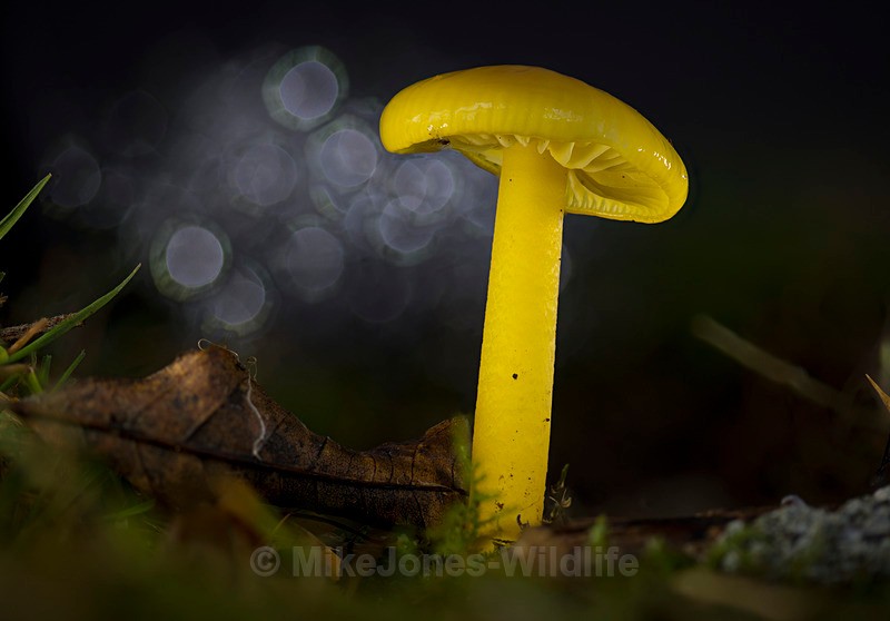 Waxcap, Aberduna nature reserve, North wales - AUTUMN 2025 FUNGI/MUSHROOMS