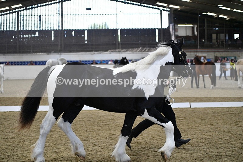 WJ5_4859 - Class 7 In hand coloured / odd coloured