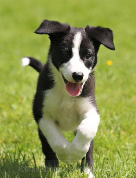 20 Nine weeks old - SASHA
