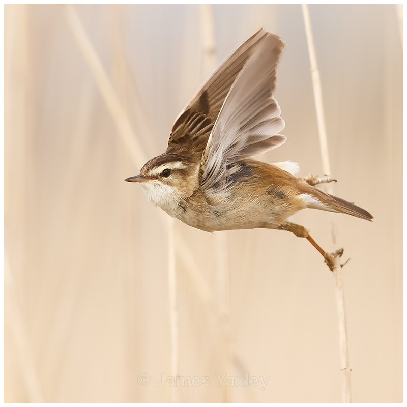 Sedge Warbler Take-Off - Latest Work