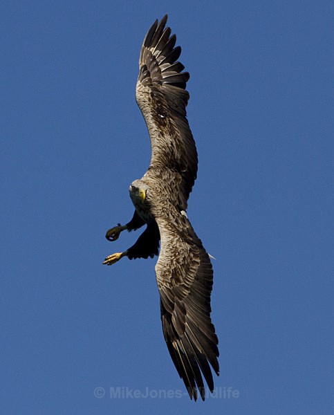 White tailed eagle, Isle of Mull, Scotland - THE WHITE TAILED EAGLES GALLERY. Images of the British Sea Eagle