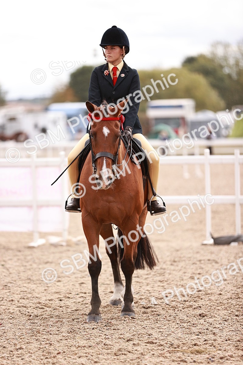 SBM_18298 - Class 417 - Handsome Gelding (IH or Ridden - JNR)
