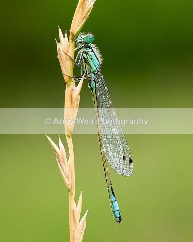 20080627- 010 - Dragonflies & Damselflies