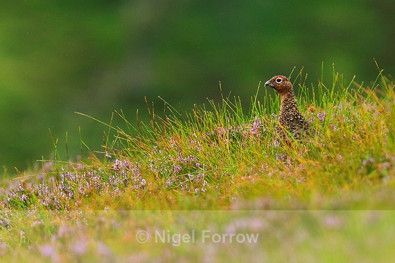 Red Grouse (male) in pink heather - Red Grouse