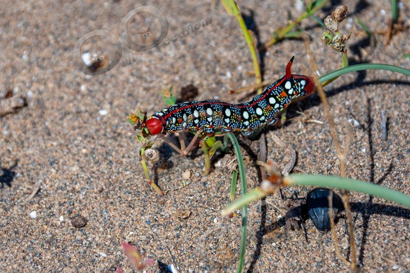 Spurge Hawk-moth caterpillar Hyles euphorbiae-1359 - Insects from around the world