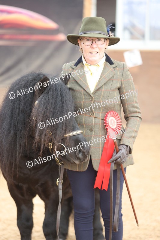 20251109-0084 - Class 4 - Stallions 4 Years and over