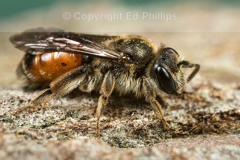 Andrena labiata (f)