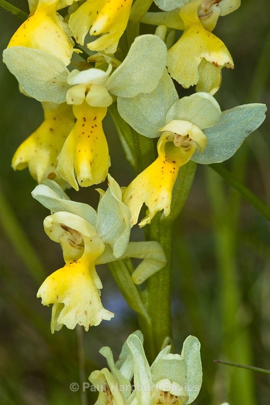  - Orchids - Orchis