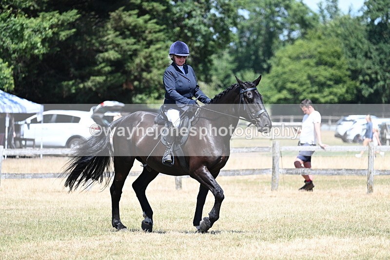 WJ7_2950 - Class 7 Riding Club Show Horse