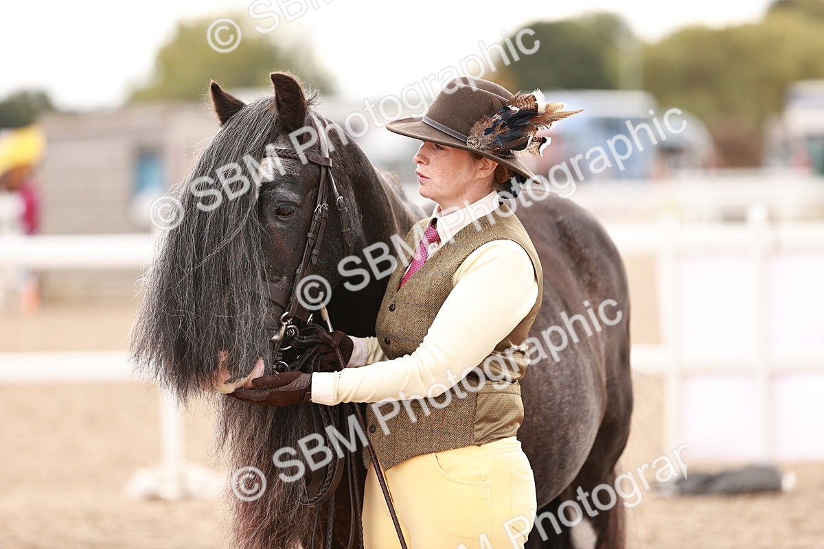 SBM_16199 - Class412 - Handsome Gelding (IH  or Ridden) Adult