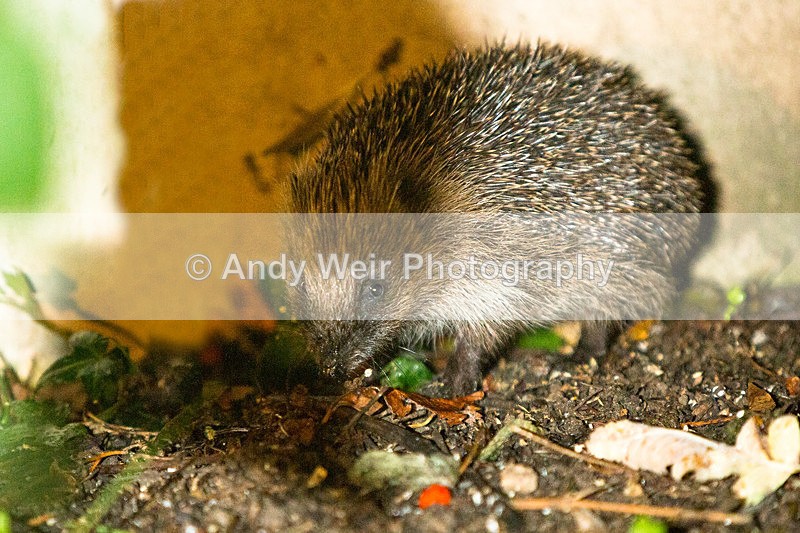 20130925-3K8A6270-2440 - Mammals