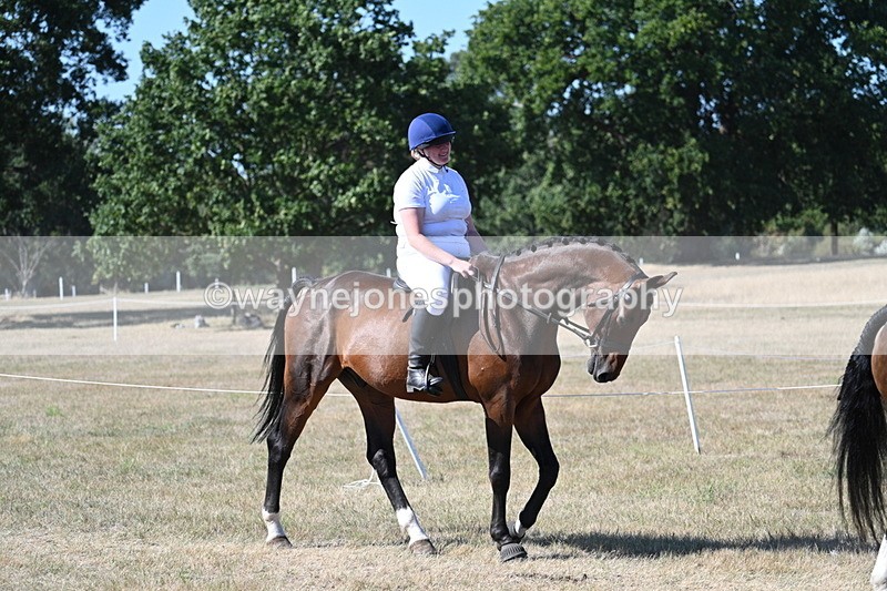 WJ7_1721 - Class 42 Most Handsome Gelding