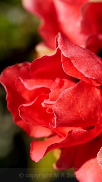 Azalea - MACRO & CLOSE UPS