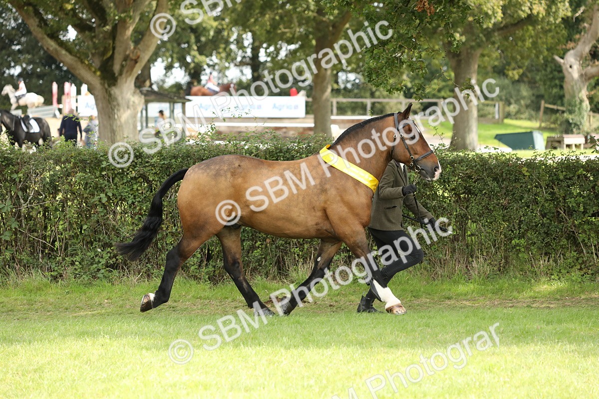 SBM_66262 - In Hand Pony & Youngstock Supreme Championship
