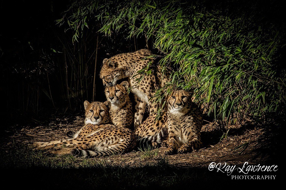 Cheetah - RLP_2894-1280 - Vulnerable and Beyond