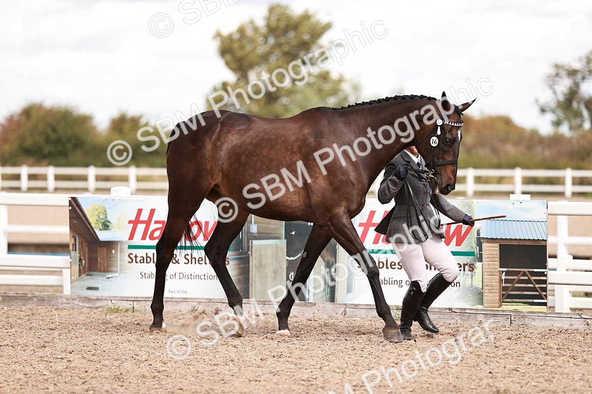 SBM_14173 - Class 407 - IH Hack Riding Horse