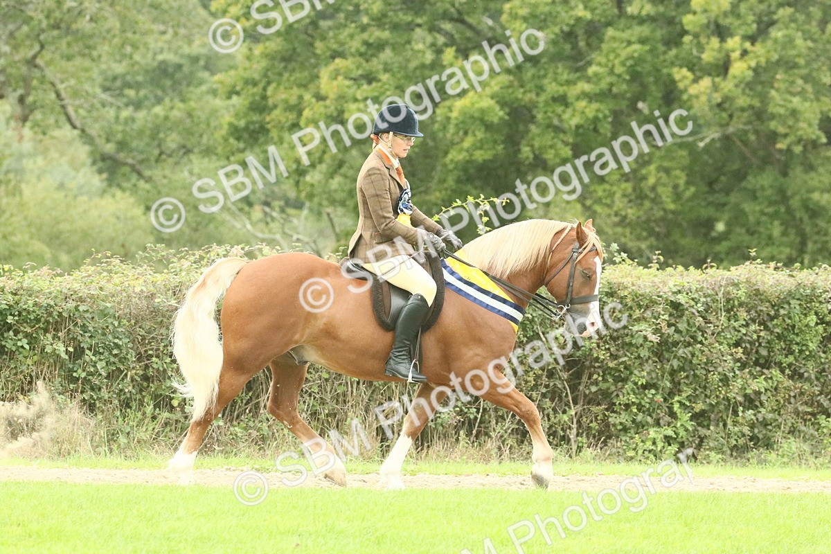 SBM_75152 - Super Supreme Championship