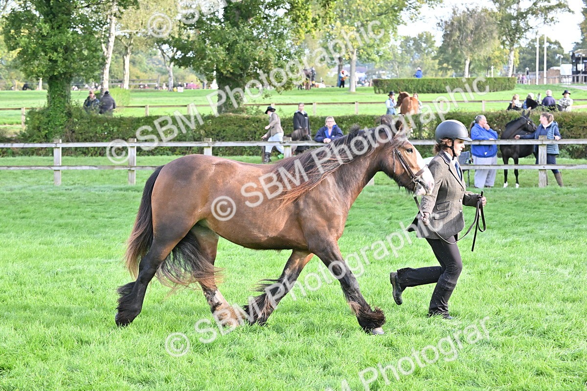 SBM_55369 - S44 - Youngstock In Hand