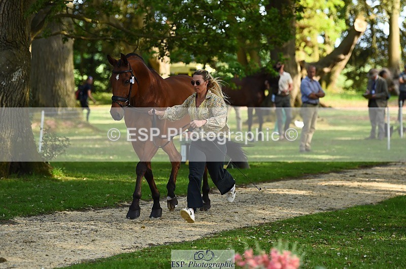 230524-171826-01420 - 177-ARGENTINO_BK-Dani_Evans-WEDTrotUp+DR