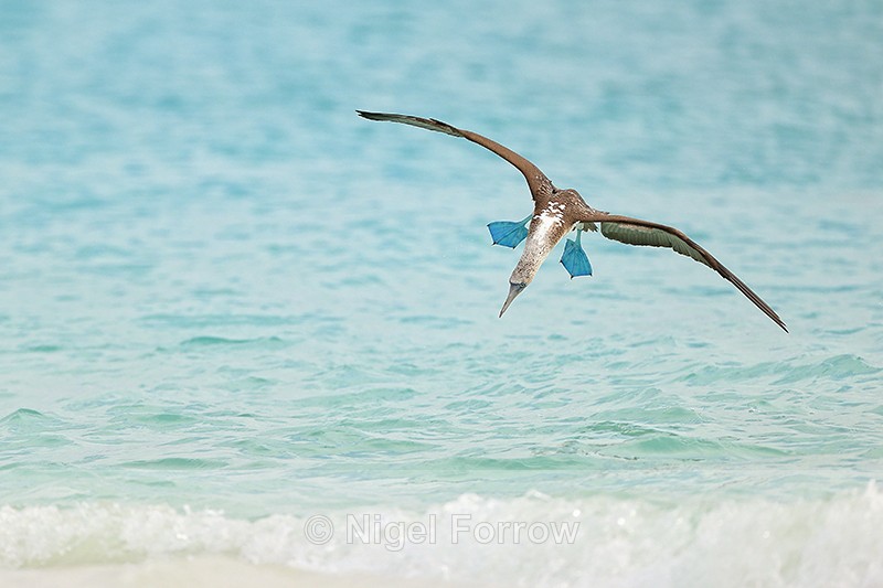 Diving Blue-footed Booby, Espanola, Galapagos - Blue-footed Booby