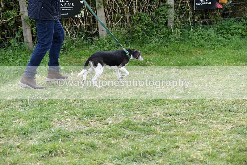 WJ5_0069 - Class 5 Best Veteran / 7 years & over