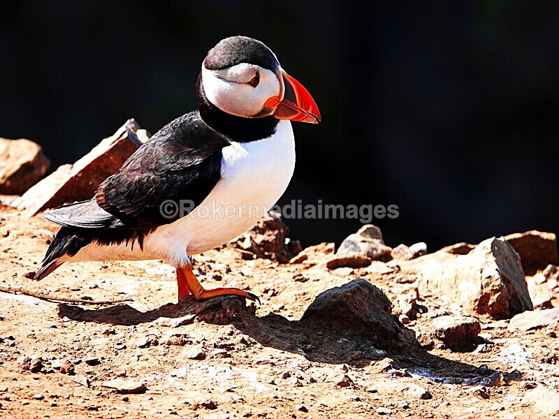 DSC00353 - Skomer 2019