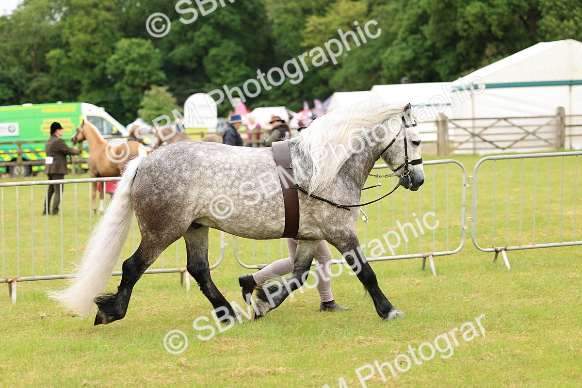SBM_00649 - Class 58-67 - M&M Non Welsh Pony In hand
